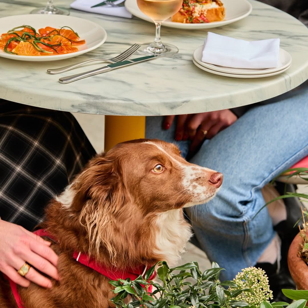 waggy weekend at cafe murano