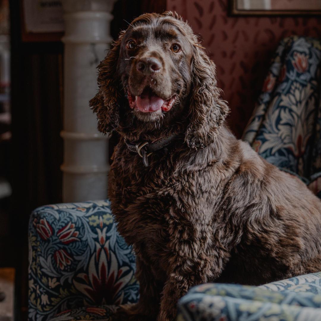 the pet set zetter townhouse